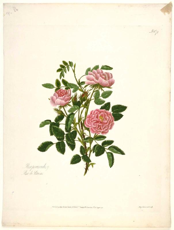 Rosa Provincialis/Rose de Rheims (Pl. 71 from Lawrance, "A Collection of Roses from Nature", London, 1799)