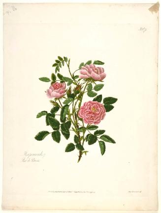 Rosa Provincialis/Rose de Rheims (Pl. 71 from Lawrance, "A Collection of Roses from Nature", London, 1799)