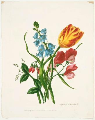 Spanish Squil, Tulip, Sweet Pea (Plate from Lawrance,"Groups of Flowers", London