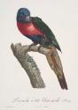 Plate 24: "Perruche a tete bleue, male"