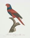 Plate 54: "Perruche a Chaperon bleu"
