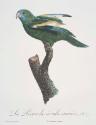 Plate 57: "Le Perruche a ailes variees"