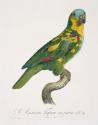 Plate 89: "L' Amazone Tapire en jaune"