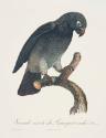 Plate 102: "Seconde variete du Perroquet cendre"