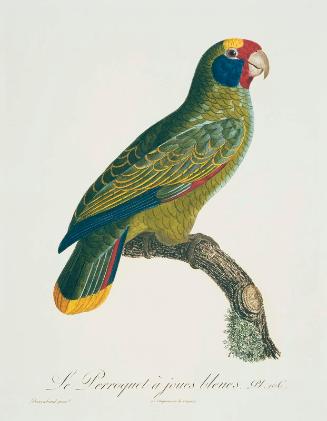 Plate 106: "Le Perroquet a joues bleues"