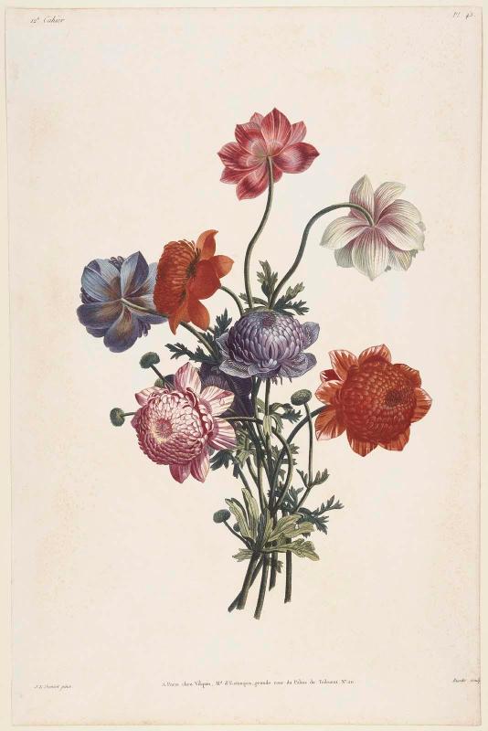 Bouquet of Anemones (Pl. 45, 12e Cahier of Prévost, "Collection des Fleurs et des Fruits...", Paris, 1805)