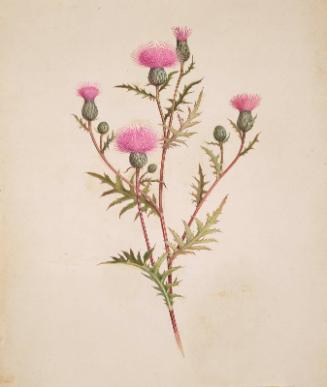 Thistle