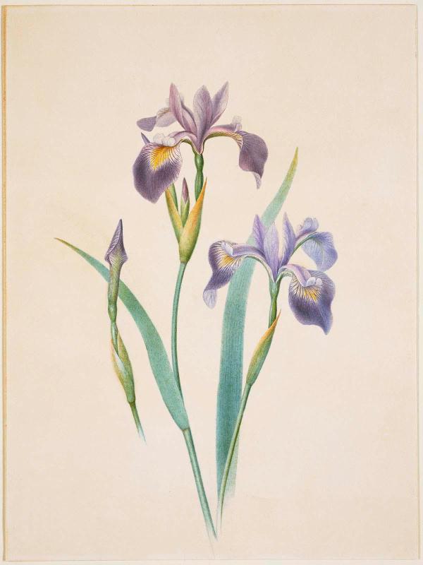 Iris