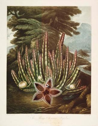 The Maggot-bearing Stapelia (Pl. 23 from Dr. Robert John Thornton, "The Temple of Flora...", London, 1799–1807)