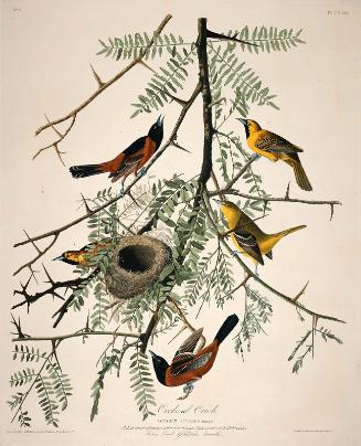 The Birds of America, Plate 42, Orchard Oriole