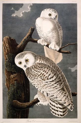 The Birds of America, Plate 121, Snowy Owl