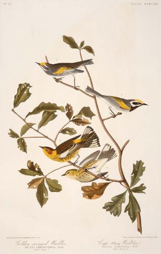 The Birds of America, Plate 414, Cape May Warbler
