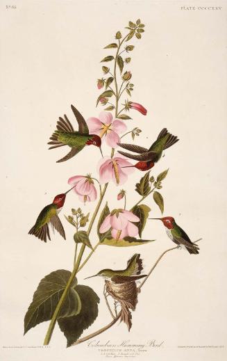 The Birds of America, Plate 425, Columbian Humming Bird