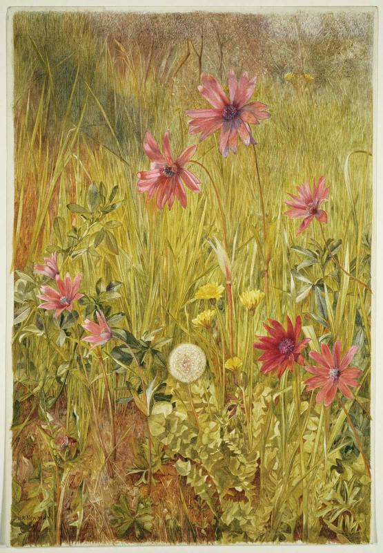 Wildflowers