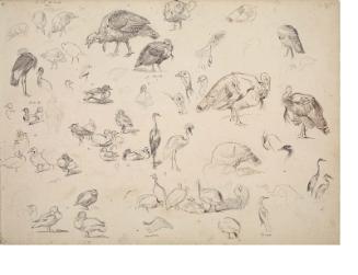 Sketchbook page with turkeys and waterfowl