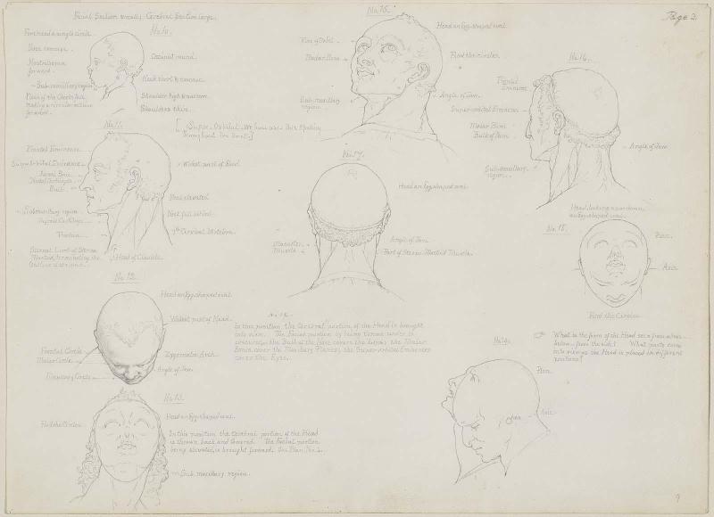 Facial Section, Small; Cerebral Section, Large, from "Art Anatomy"