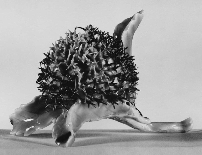 Chestnut Burr on Leafy Twig