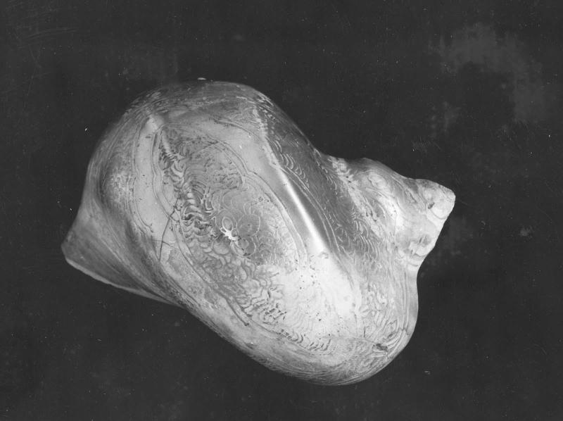 Half of conch shell
