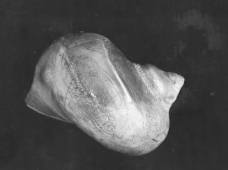 Half of conch shell