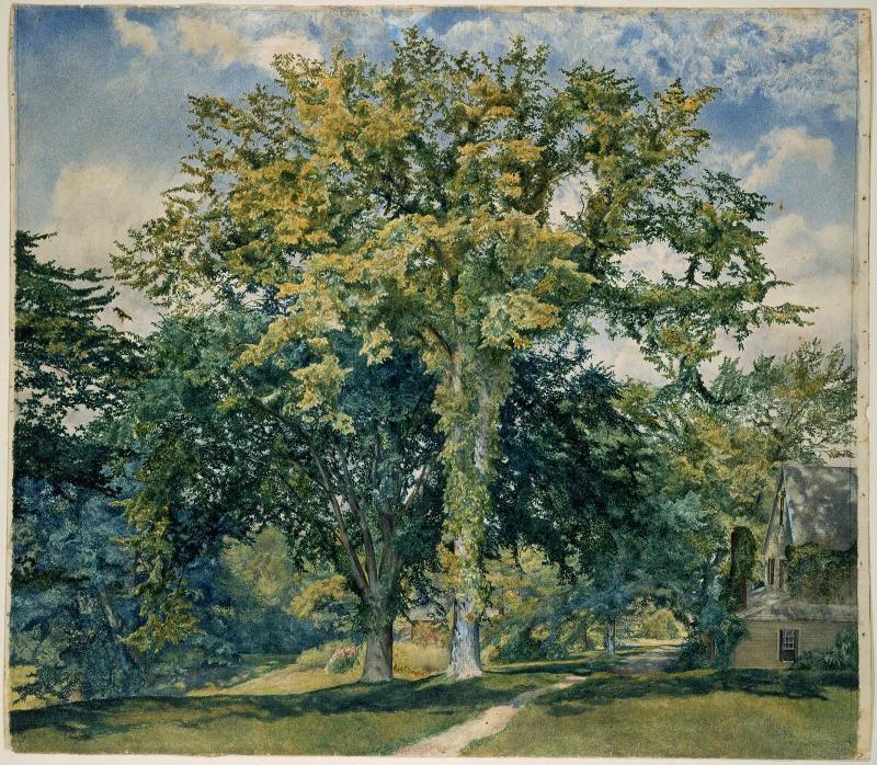 Study of Elms