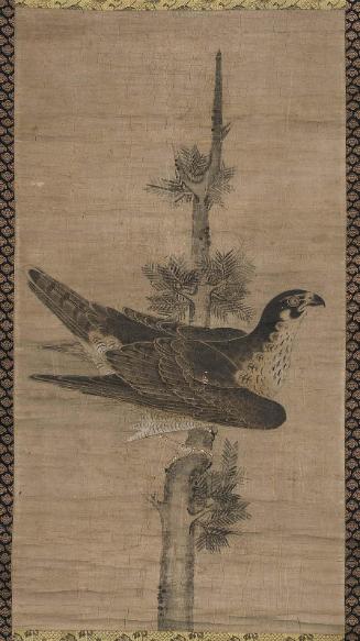 Falcon on Cedar Branch