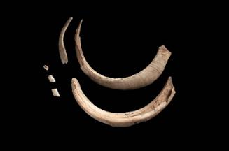Tusk of wild boar