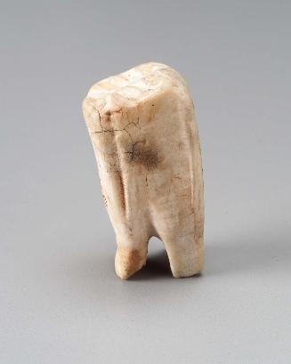 Camel's tooth