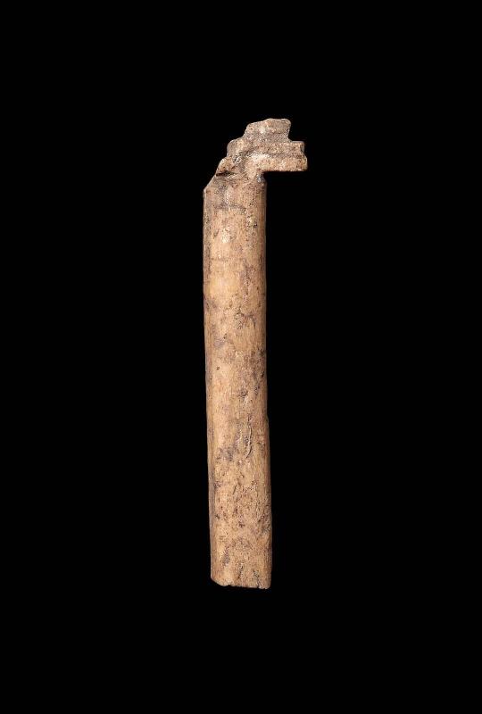 Ivory fragment