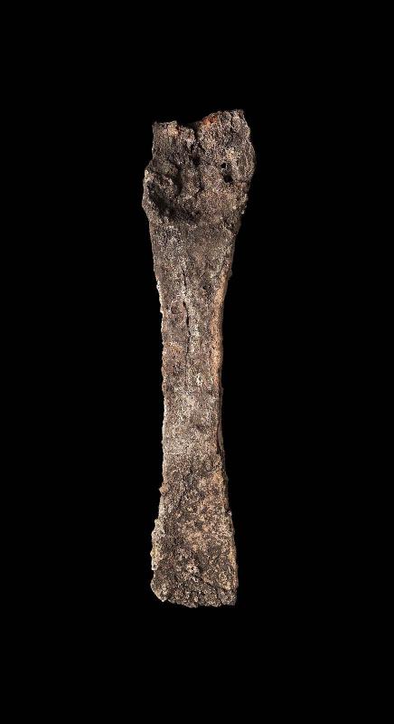 Iron strigil handle