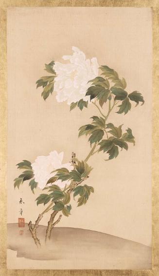 Peony
