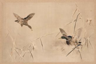 Two Ducks among Reeds