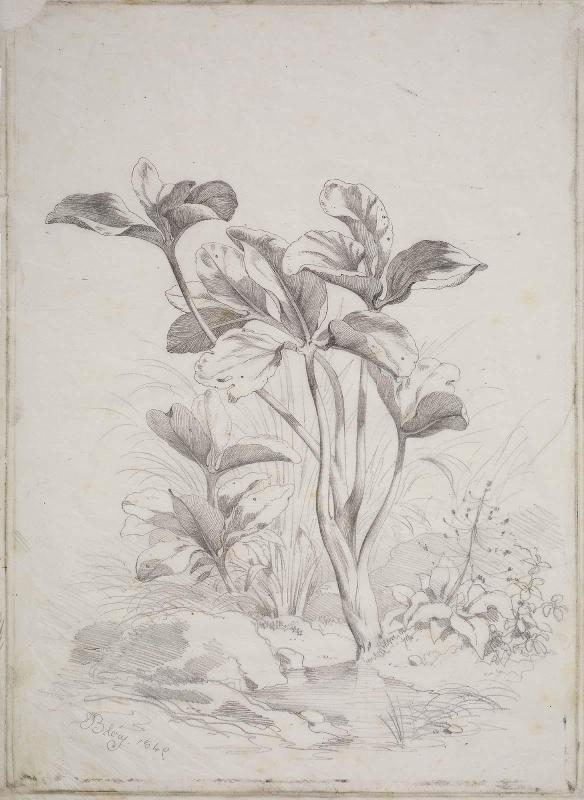 Plant Study