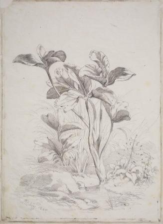 Plant Study