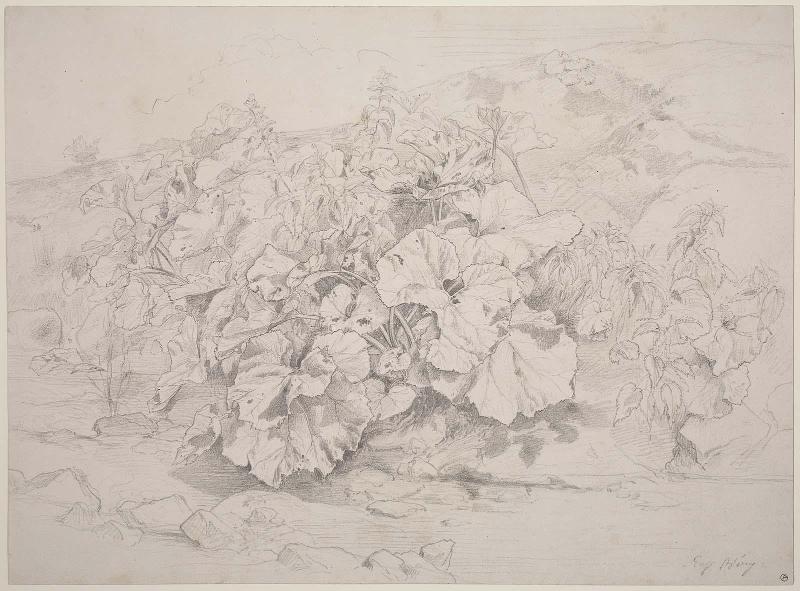 Study of Aquatic Plants (Etude de plantes aquatiques)