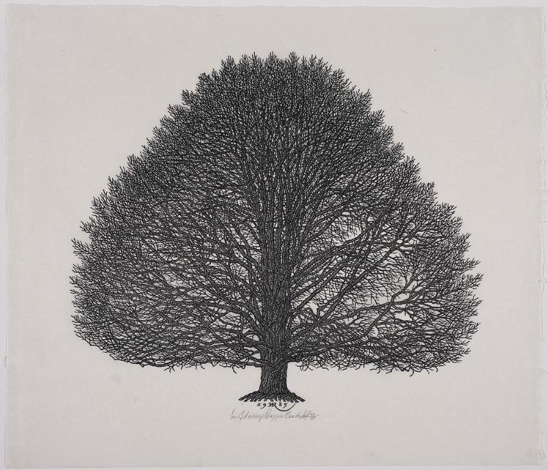 Copper Beech