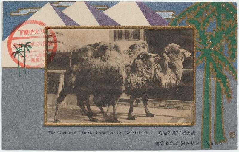 The Bactrian Camel Presented by General Oku (from an unidentified series)