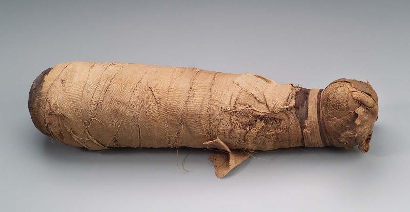 Mummy of a cat