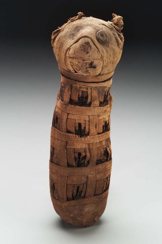 mummy of a kitten