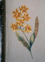 Jonquils