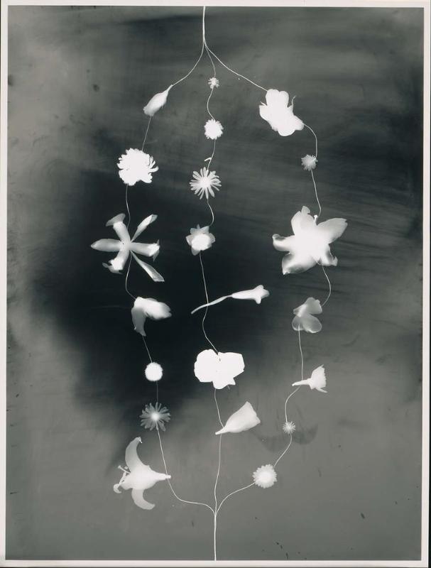 Genealogical Flora Fused