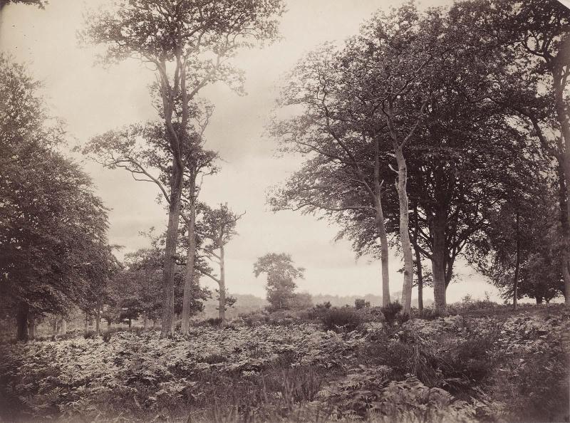 Woodland Scene