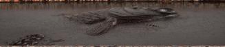 Plaque depicting a carp emerging from the water