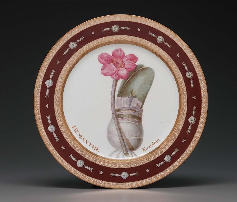Plate from Service des plantes de la Malmaison