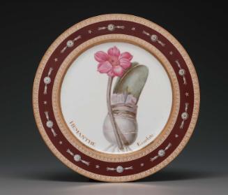 Plate from Service des plantes de la Malmaison