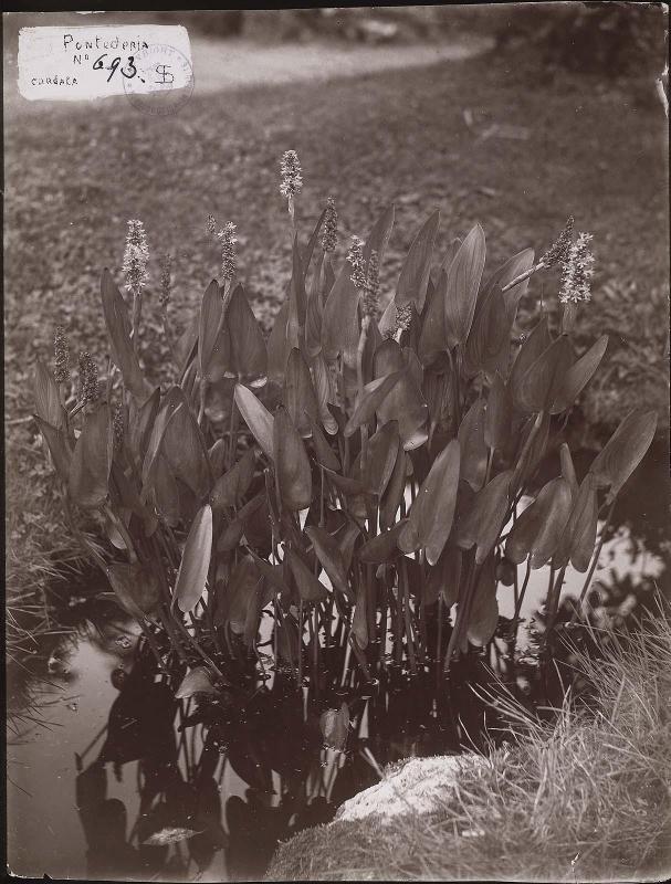 Pontederia