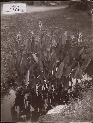 Pontederia