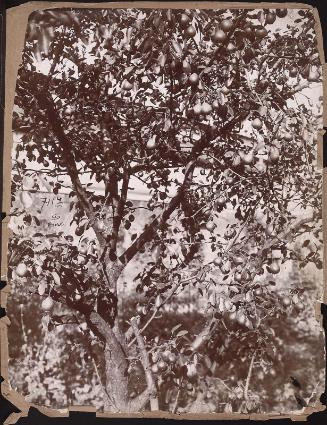 Pear tree