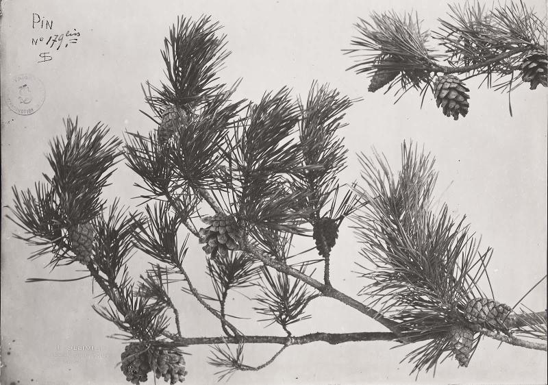 Pine Tree