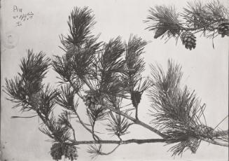 Pine Tree