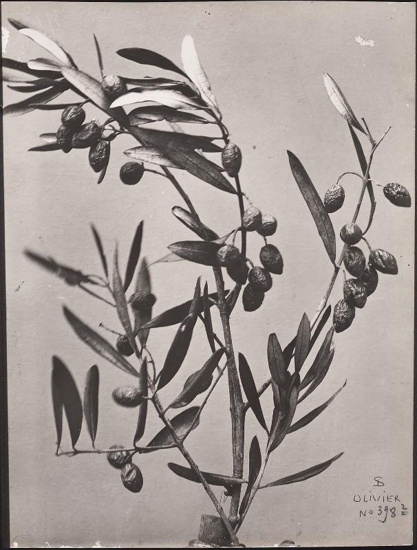Olive Tree